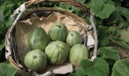 小时候吃的网红瓜